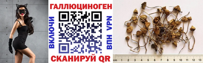 Псилоцибиновые грибы Cubensis  Еманжелинск 
